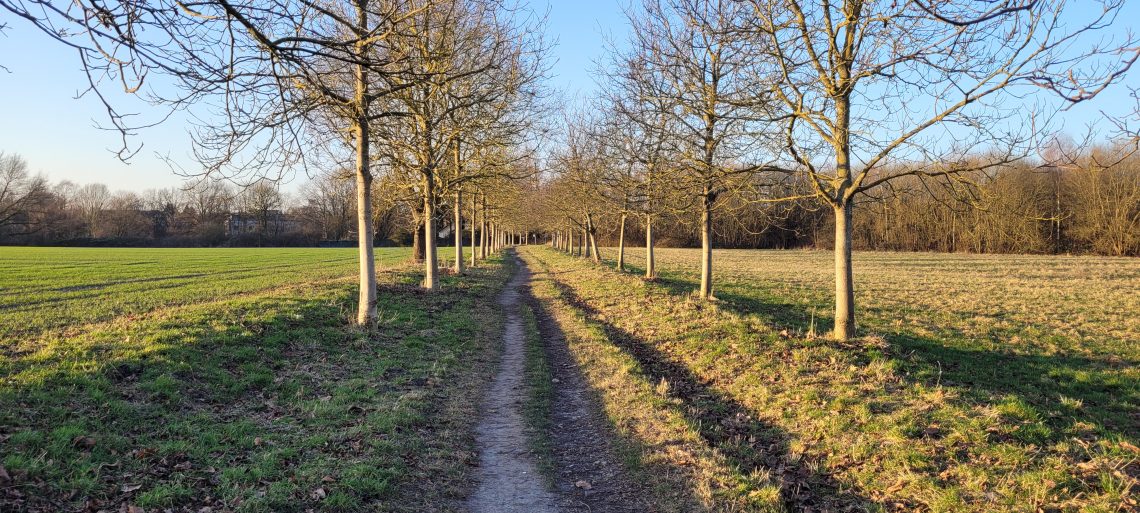 Walnussallee im winterlichen Sonnenschein