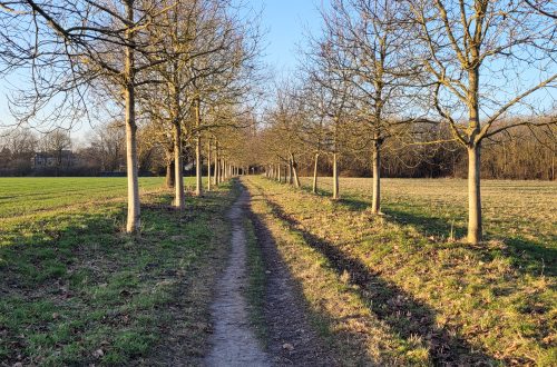 Walnussallee im winterlichen Sonnenschein