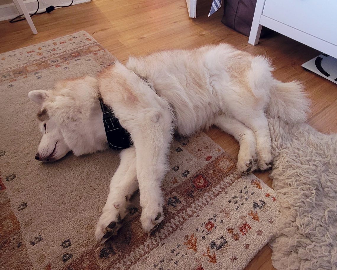 Schlafende Tya auf dem Teppich