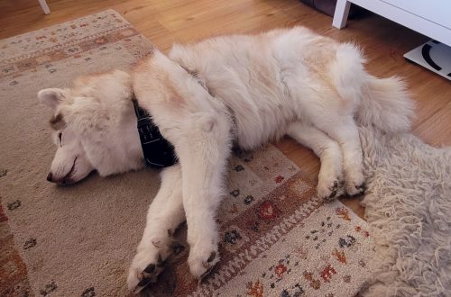 Schlafende Tya auf dem Teppich