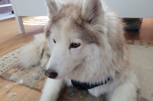 Tya liegend vor dem Bett