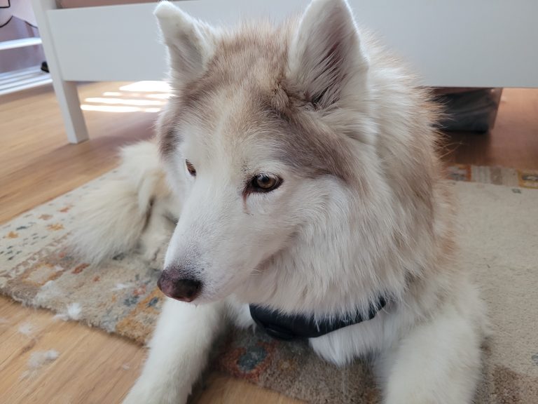 Tya liegend vor dem Bett