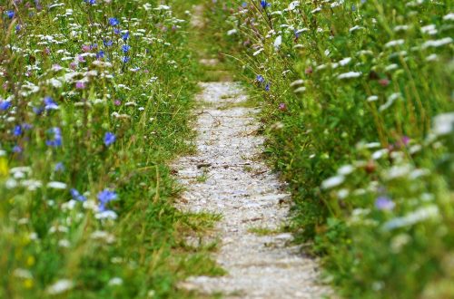 Ein schmaler Trampelpfad führt durch eine blühende Wiese