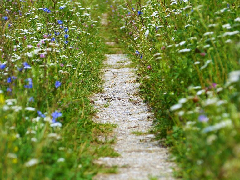 Ein schmaler Trampelpfad führt durch eine blühende Wiese