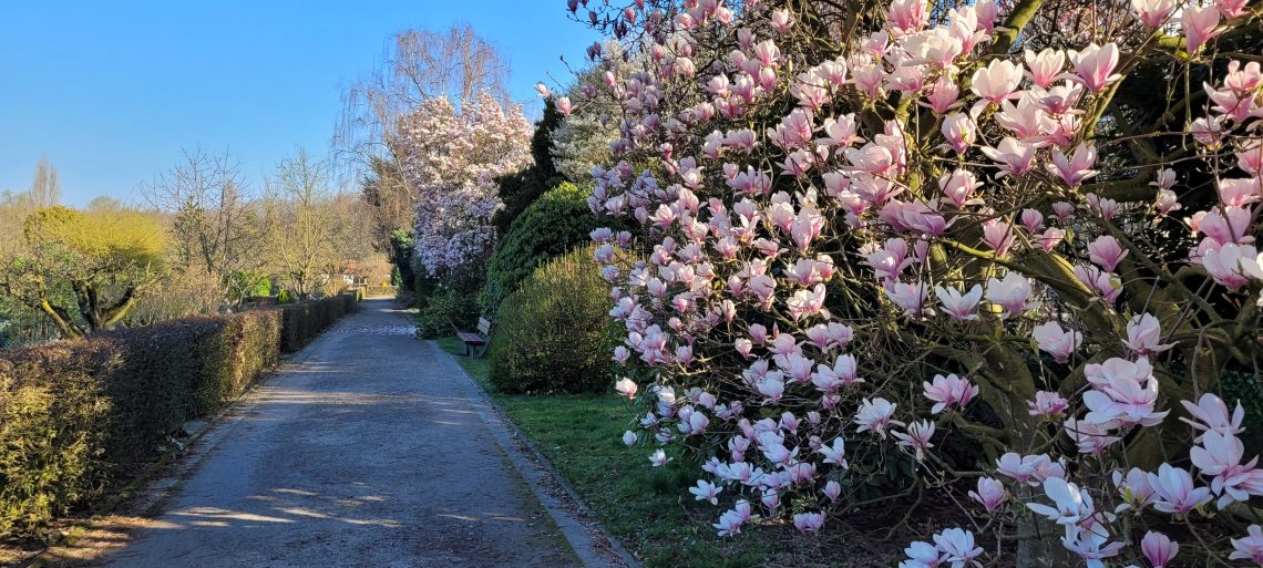 Blühende Magnolien im Schrebergarten