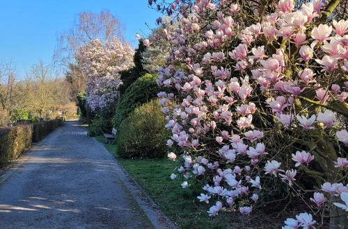 Blühende Magnolien im Schrebergarten