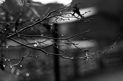 regennasse Zweige, s/w