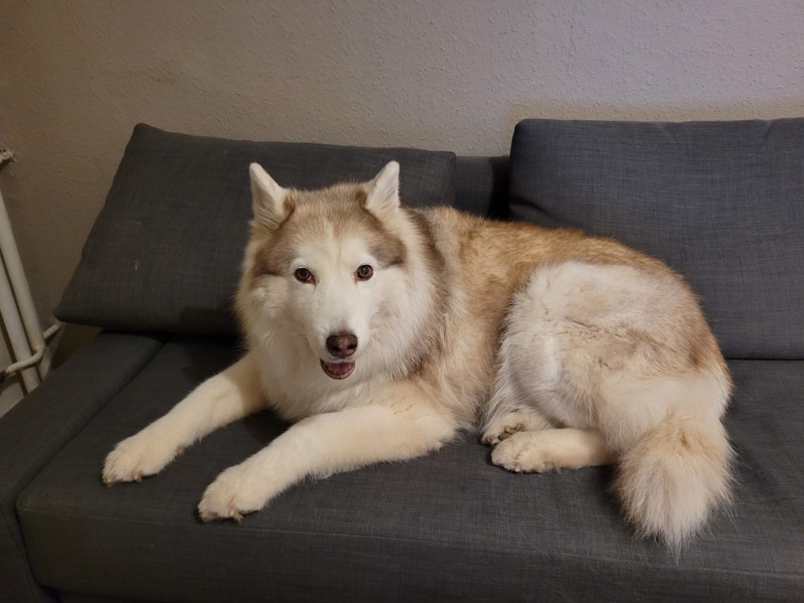Tya, Husky, hellkupfer-weiß liegt auf dem Sofa