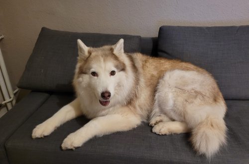 Tya, Husky, hellkupfer-weiß liegt auf dem Sofa