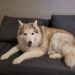 Tya, Husky, hellkupfer-weiß liegt auf dem Sofa